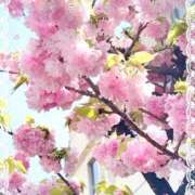 ヒメ日記 2025/04/15 16:18 投稿 あけの おいらん遊郭