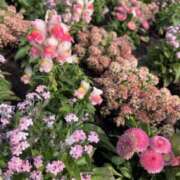 ヒメ日記 2025/06/10 16:48 投稿 かぐや瑠々 五十路マダムエクスプレス船橋店(カサブランカグループ)