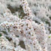 ヒメ日記 2025/04/01 18:47 投稿 石橋まこ 恋する奥さん 西中島店