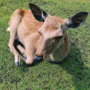 ヒメ日記 2025/06/13 15:18 投稿 石橋まこ 恋する奥さん 西中島店
