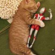 ヒメ日記 2025/04/06 09:32 投稿 まゆか 脱がされたい人妻 宇都宮店