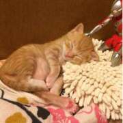 ヒメ日記 2025/04/20 19:34 投稿 まゆか 脱がされたい人妻 宇都宮店