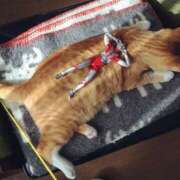 まゆか ありがとう♡ 脱がされたい人妻 宇都宮店