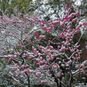 ヒメ日記 2026/02/27 23:55 投稿 安住佳奈 (あずみかな) Montrachet(モンラッシェ)