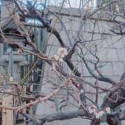 ヒメ日記 2026/02/15 11:37 投稿 さおり VIVIDCREWマダムセカンドバージン 梅田店