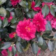 ヒメ日記 2026/02/18 21:03 投稿 さおり VIVIDCREWマダムセカンドバージン 梅田店