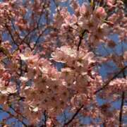 森えみり 春こんにちは🙂‍↕️🌸 月の真珠-新宿-