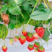 Rumi 幸せな時間🍓 濃密バブルSPA VIP