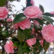 ヒメ日記 2025/04/16 14:39 投稿 みりあ スピードエコ日本橋店