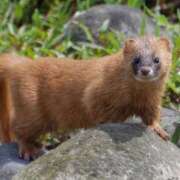 ヒメ日記 2025/05/09 10:42 投稿 かぐら ぷるりんクエスト上野浅草鶯谷秋葉原デリヘル王国