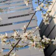 ヒメ日記 2025/03/25 14:47 投稿 葛城むつみ 五十路マダム 博多店