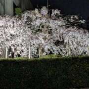 ヒメ日記 2025/03/27 11:29 投稿 葛城むつみ 五十路マダム 博多店