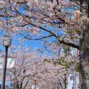 ヒメ日記 2025/04/09 14:17 投稿 葛城むつみ 五十路マダム 博多店