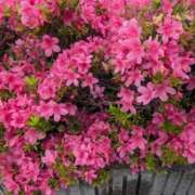 ヒメ日記 2025/05/22 18:05 投稿 葛城むつみ 五十路マダム 博多店