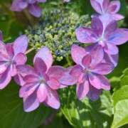 ヒメ日記 2025/05/30 13:57 投稿 葛城むつみ 五十路マダム 博多店