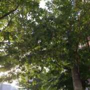 ヒメ日記 2025/07/08 00:47 投稿 葛城むつみ 五十路マダム 博多店