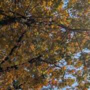 ヒメ日記 2025/11/15 15:38 投稿 葛城むつみ 五十路マダム 博多店