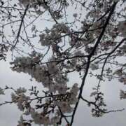 ヒメ日記 2026/03/31 14:49 投稿 葛城むつみ 五十路マダム 博多店