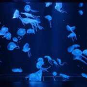 ヒメ日記 2025/02/01 22:23 投稿 ちさ 花火-hanabi-(すすきの)