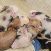 ヒメ日記 2025/03/04 18:47 投稿 ちさ 花火-hanabi-(すすきの)