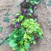 ヒメ日記 2025/02/05 15:54 投稿 るる 西船人妻花壇