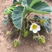 ヒメ日記 2025/04/10 14:59 投稿 るる 西船人妻花壇