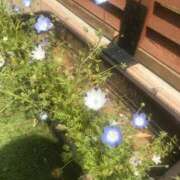 ヒメ日記 2025/05/02 14:05 投稿 るる 西船人妻花壇