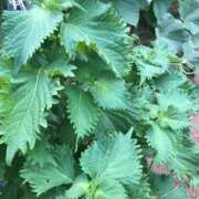 ヒメ日記 2025/07/04 17:27 投稿 るる 西船人妻花壇