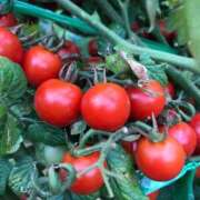 ヒメ日記 2025/07/25 18:54 投稿 るる 西船人妻花壇