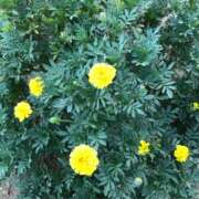 ヒメ日記 2025/08/31 19:31 投稿 るる 西船人妻花壇