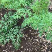 ヒメ日記 2025/10/12 15:47 投稿 るる 西船人妻花壇