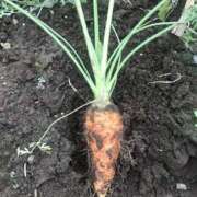 ヒメ日記 2025/11/06 15:55 投稿 るる 西船人妻花壇