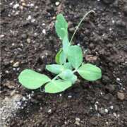 ヒメ日記 2025/12/02 19:49 投稿 るる 西船人妻花壇