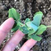 ヒメ日記 2025/12/18 19:04 投稿 るる 西船人妻花壇