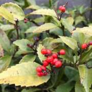 ヒメ日記 2026/01/16 17:30 投稿 るる 西船人妻花壇