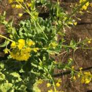 ヒメ日記 2026/02/10 21:14 投稿 るる 西船人妻花壇