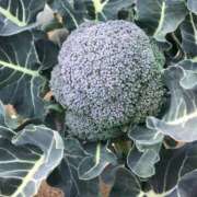 ヒメ日記 2026/03/02 18:15 投稿 るる 西船人妻花壇