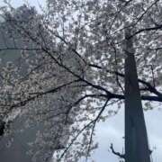 あかね 桜〜 脱がされたい人妻 さいたま大宮店