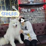 ヒメ日記 2025/07/16 11:15 投稿 さくら 新大阪秘密倶楽部