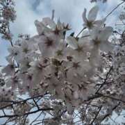 ヒメ日記 2026/03/30 17:25 投稿 さくら 新大阪秘密倶楽部