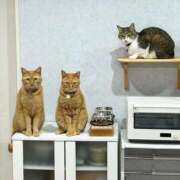 ヒメ日記 2025/03/23 07:46 投稿 りな 熟女の風俗アウトレット大垣安八羽島店