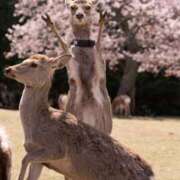 ヒメ日記 2025/04/11 15:46 投稿 りな 熟女の風俗アウトレット大垣安八羽島店