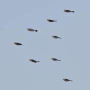 ヒメ日記 2025/04/12 06:56 投稿 りな 熟女の風俗アウトレット大垣安八羽島店