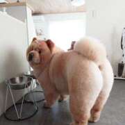 ヒメ日記 2025/04/13 19:26 投稿 りな 熟女の風俗アウトレット大垣安八羽島店