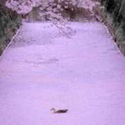 ヒメ日記 2025/04/20 09:59 投稿 りな 熟女の風俗アウトレット大垣安八羽島店