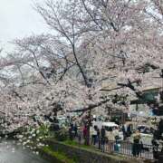 ヒメ日記 2025/04/06 13:01 投稿 桜田　こころ プルプル京都性感エステ　はんなり