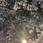 ヒメ日記 2025/04/15 12:56 投稿 桜田　こころ プルプル京都性感エステ　はんなり