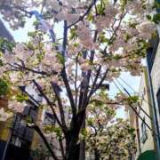 ヒメ日記 2026/04/07 07:19 投稿 すずか★ 阿AUN呍(あうん)