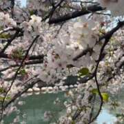 篠原京香 お花見? 五十路マダムエクスプレス横浜店（カサブランカグループ）