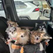 れおな 女の子の日💦 風鈴（ふうりん）